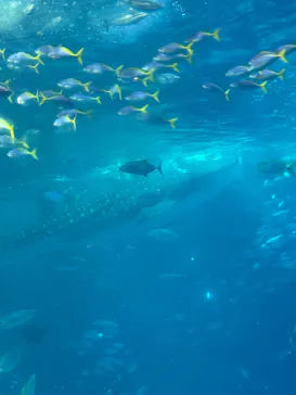 沖縄美ら海水族館に投稿された画像（2026/9/23）