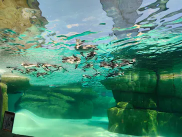 天王寺動物園に投稿された画像（2026/9/23）