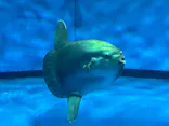 アクアワールド茨城県大洗水族館に投稿された画像（2026/9/24）