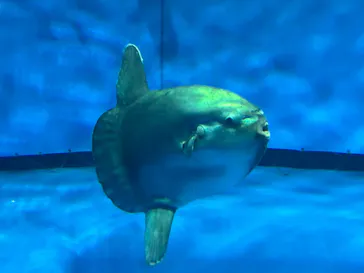 アクアワールド茨城県大洗水族館に投稿された画像（2026/9/24）
