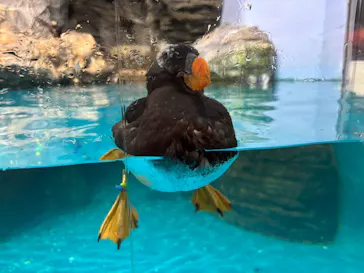 アクアワールド茨城県大洗水族館に投稿された画像（2026/9/24）