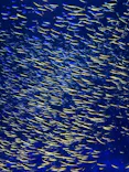 大分マリーンパレス水族館 「うみたまご」に投稿された画像（2026/9/24）