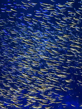 大分マリーンパレス水族館 「うみたまご」に投稿された画像（2026/9/24）