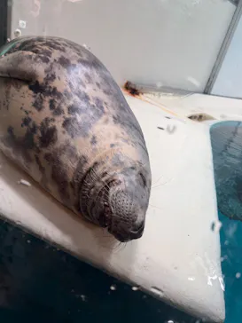 大分マリーンパレス水族館 「うみたまご」に投稿された画像（2026/9/24）