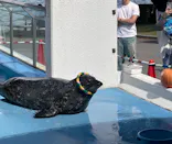 のとじま水族館に投稿された画像（2026/9/24）