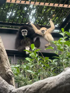 恩賜上野動物園に投稿された画像（2026/7/17）