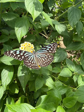 多摩動物公園に投稿された画像（2026/7/19）
