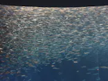 名古屋港水族館に投稿された画像（2026/9/24）