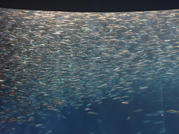 名古屋港水族館に投稿された画像（2026/9/24）