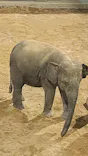 天王寺動物園に投稿された画像（2026/9/24）