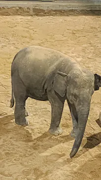 天王寺動物園に投稿された画像（2026/9/24）