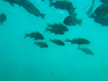 串本海中公園水族館に投稿された画像（2026/9/24）