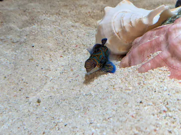 しながわ水族館に投稿された画像（2026/9/24）