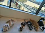 Cat Café MOFF グランベリーパーク店に投稿された画像（2026/9/24）
