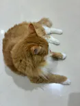 Cat Café MOFF アリオ倉敷店に投稿された画像（2026/9/24）