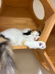Cat Café MOFF アリオ倉敷店に投稿された画像（2026/9/24）