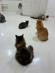 Cat Café MOFF アリオ倉敷店に投稿された画像（2026/9/24）