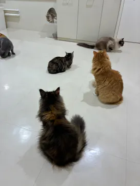 Cat Café MOFF アリオ倉敷店に投稿された画像（2026/9/24）