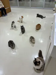 Cat Café MOFF アリオ倉敷店に投稿された画像（2026/9/24）