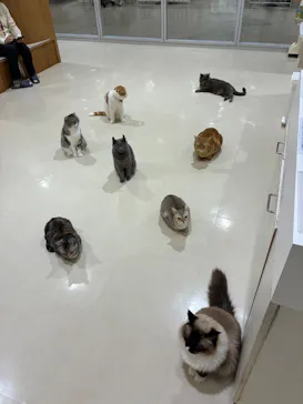 Cat Café MOFF アリオ倉敷店に投稿された画像（2026/9/24）