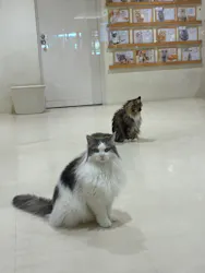 Cat Café MOFF アリオ倉敷店に投稿された画像（2026/9/24）
