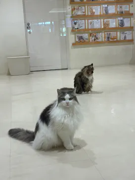 Cat Café MOFF アリオ倉敷店に投稿された画像（2026/9/24）