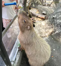 世界淡水魚園水族館　アクア・トトぎふに投稿された画像（2026/9/24）
