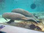 沖縄美ら海水族館に投稿された画像（2026/9/24）