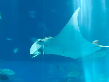 沖縄美ら海水族館に投稿された画像（2026/9/24）