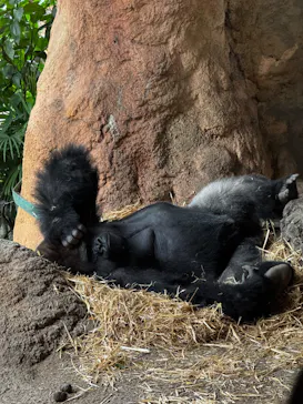 恩賜上野動物園に投稿された画像（2026/9/24）