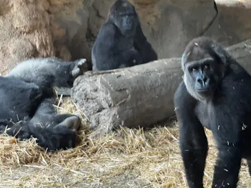 恩賜上野動物園に投稿された画像（2026/9/24）