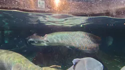 世界淡水魚園水族館　アクア・トトぎふに投稿された画像（2026/9/24）