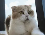 Cat Café MOFF グランベリーパーク店に投稿された画像（2026/9/24）