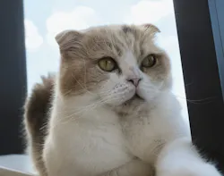 Cat Café MOFF グランベリーパーク店に投稿された画像（2026/9/24）