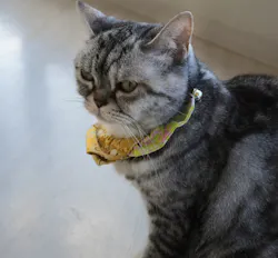 Cat Café MOFF グランベリーパーク店に投稿された画像（2026/9/24）