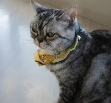 Cat Café MOFF グランベリーパーク店に投稿された画像（2026/9/24）