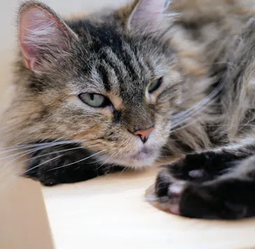 Cat Café MOFF グランベリーパーク店に投稿された画像（2026/9/24）