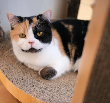 Cat Café MOFF グランベリーパーク店に投稿された画像（2026/9/24）