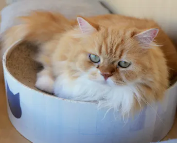 Cat Café MOFF グランベリーパーク店に投稿された画像（2026/9/24）