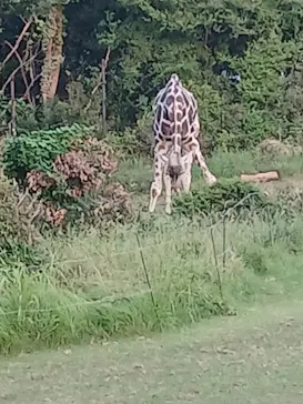 天王寺動物園に投稿された画像（2026/9/24）