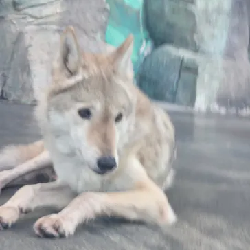 天王寺動物園に投稿された画像（2026/9/24）