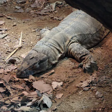 天王寺動物園に投稿された画像（2026/9/24）