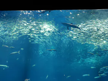 アクアワールド茨城県大洗水族館に投稿された画像（2026/9/24）