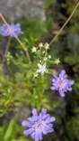 白馬五竜高山植物園に投稿された画像（2026/9/24）