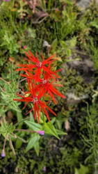 白馬五竜高山植物園に投稿された画像（2026/9/24）