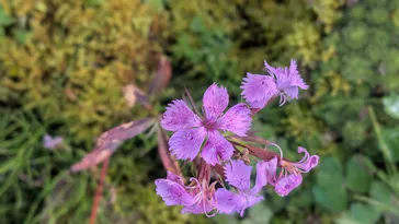 白馬五竜高山植物園に投稿された画像（2026/9/24）