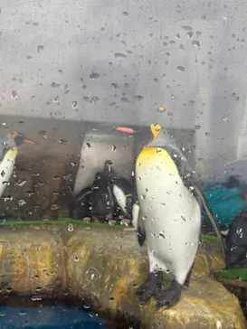 仙台うみの杜水族館に投稿された画像（2026/9/24）