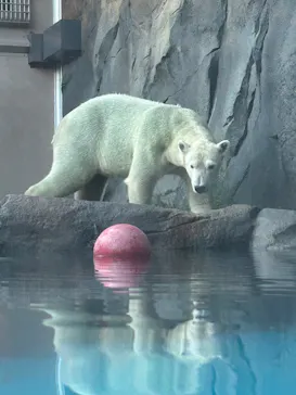 天王寺動物園に投稿された画像（2026/9/24）