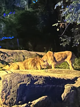 天王寺動物園に投稿された画像（2026/9/24）