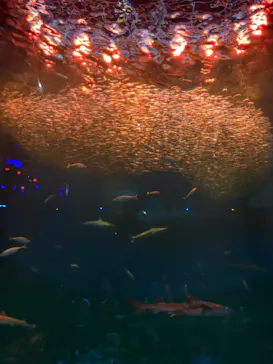アクアワールド茨城県大洗水族館に投稿された画像（2026/9/25）